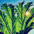 Pfarmers- Gunnera ( Vinyl )