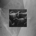 Tr- Manifesto Rumoratorio ( Vinyl )