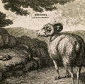 Dodsvarg- Livet Ar En Dodsorsak ( Vinyl )