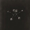 Waterstrider- Nowhere Now ( Vinyl )