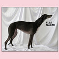 Flat Worms- Flat Worms ( Vinyl )