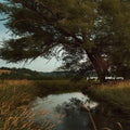 S Carey- Hundred Acres ( Vinyl )