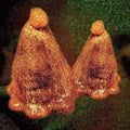 Black to Comm- Oocyte Oil & Stolen Androgens (Indie Exclusive Vinyl) ( Vinyl )