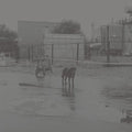 Nivhek- After Its Own Death / Walking In A Spiral Towards The House ( Vinyl )