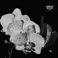 Assorted Orchids- Assorted Orchids ( Vinyl )