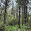 L.A.- Evergreen Oak ( Vinyl )