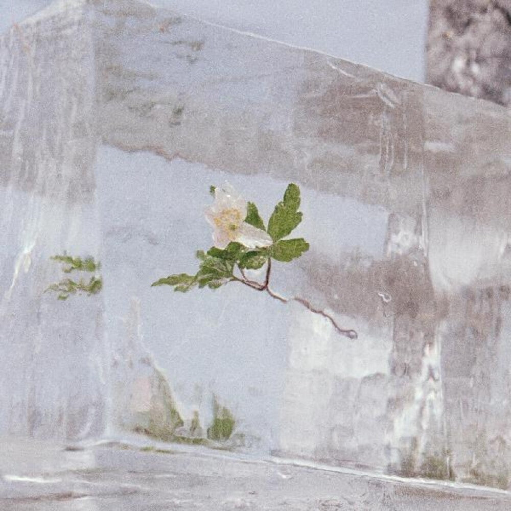 Efterklang- Windflowers ( Vinyl )