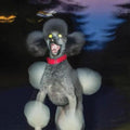 Hit Bargain- A Dog A Deer A Seal ( Vinyl )