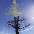 Laetitia Sadier- Rooting For Love ( Vinyl )