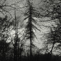 Curse All Kings- Feral Earth ( Vinyl )