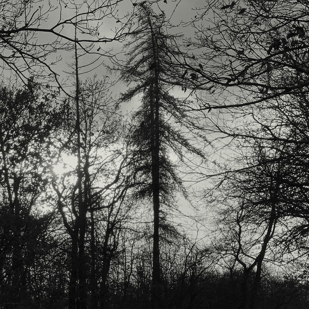 Curse All Kings- Feral Earth ( Vinyl )