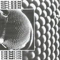 Spleen- Demos ( Vinyl )