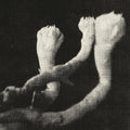 Lauten Der Seele- Unterhaltungen Mit Larven Und Uberresten (Wsv) ( Vinyl )