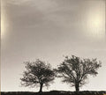 Jon Allen- A Heightened Sense Of Everything ( Vinyl )