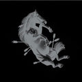 Touche Amore- Dead Horse X ( Vinyl )