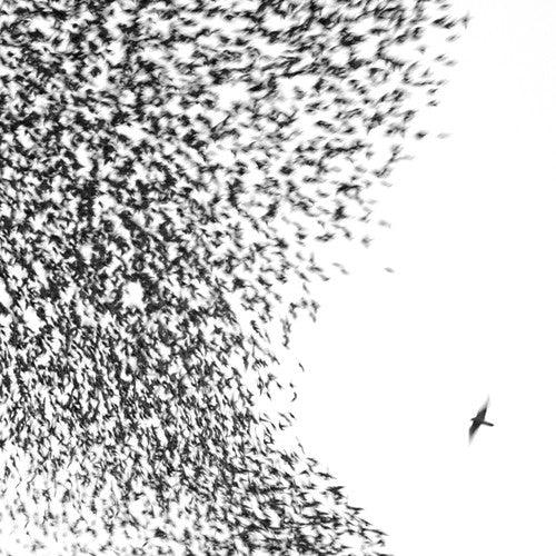 Wilco- Sky Blue Sky ( Vinyl )