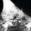 Godspeed You! Black Emperor- Asunder, Sweet And Other Distress ( Vinyl )