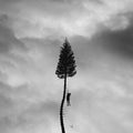 Manchester Orchestra- A Black Mile To The Surface ( Vinyl )